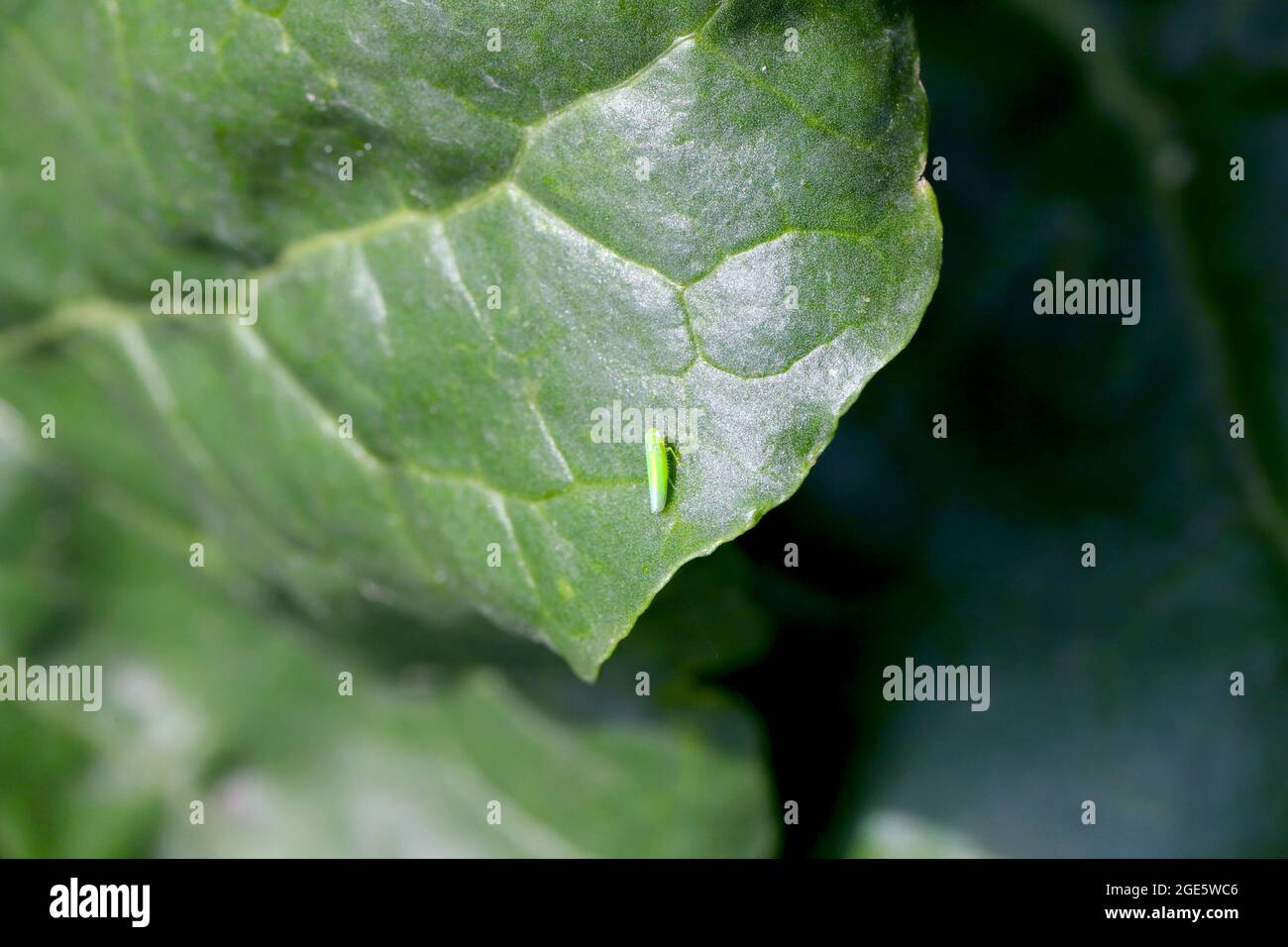 Potato leafhopper (Empoasca) belongs to family Cicadellidae. It is a pest of many types of Crops. Insect on sugar beet leaf. Stock Photo