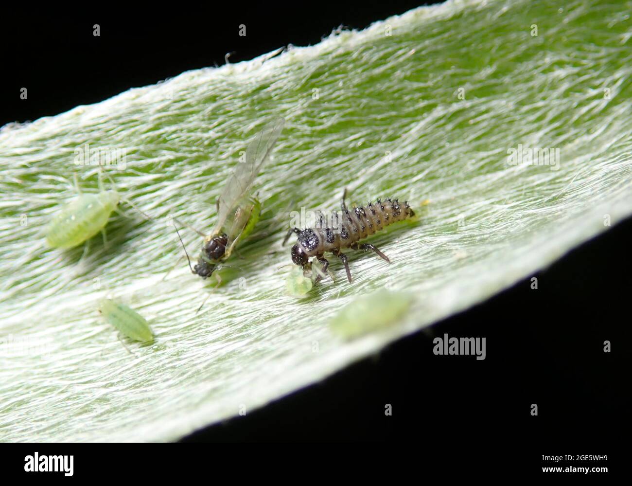 Larva of the fourteenspotted Creamspot ladybird (Calvia