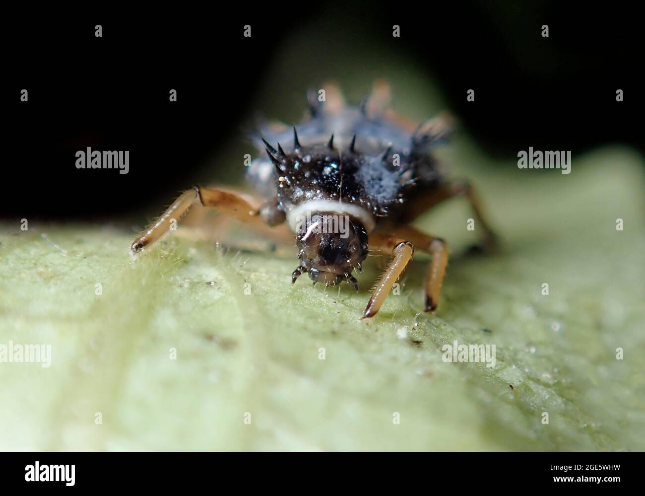 Asian lady beetle (Harmonia axyridis), beneficial insect, aphid