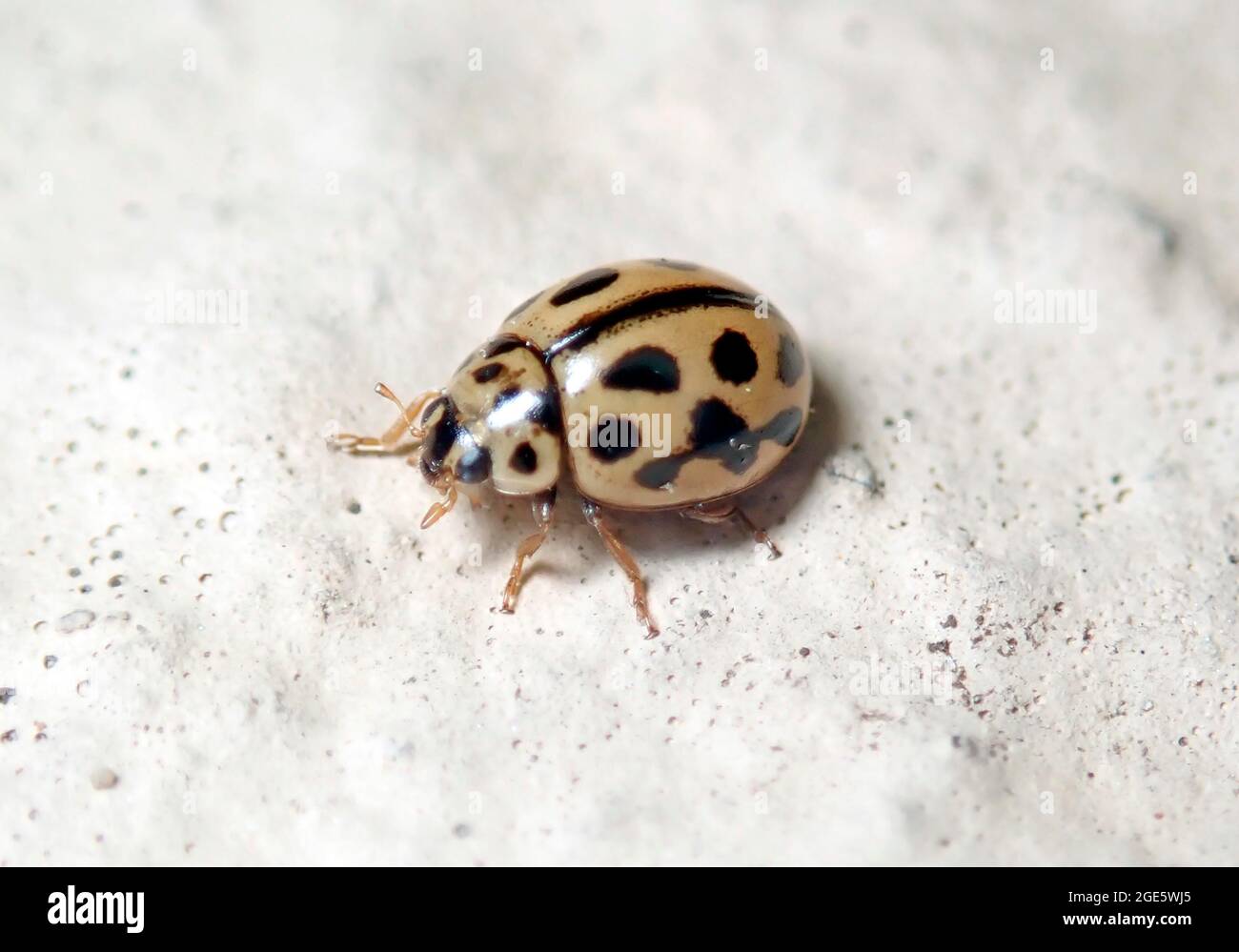 Sixteen-spot ladybird (Tytthaspis sedecimpunctata), beneficial insect, Germany Stock Photo