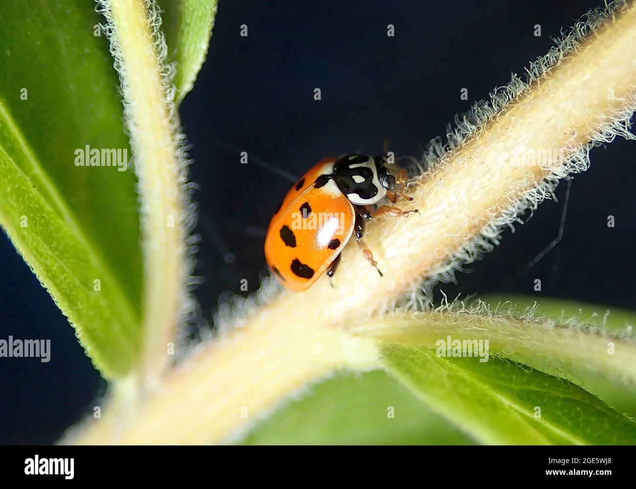 Eleven-spot ladybird (Coccinella undecimpunctata), beneficial insect, Germany Stock Photo