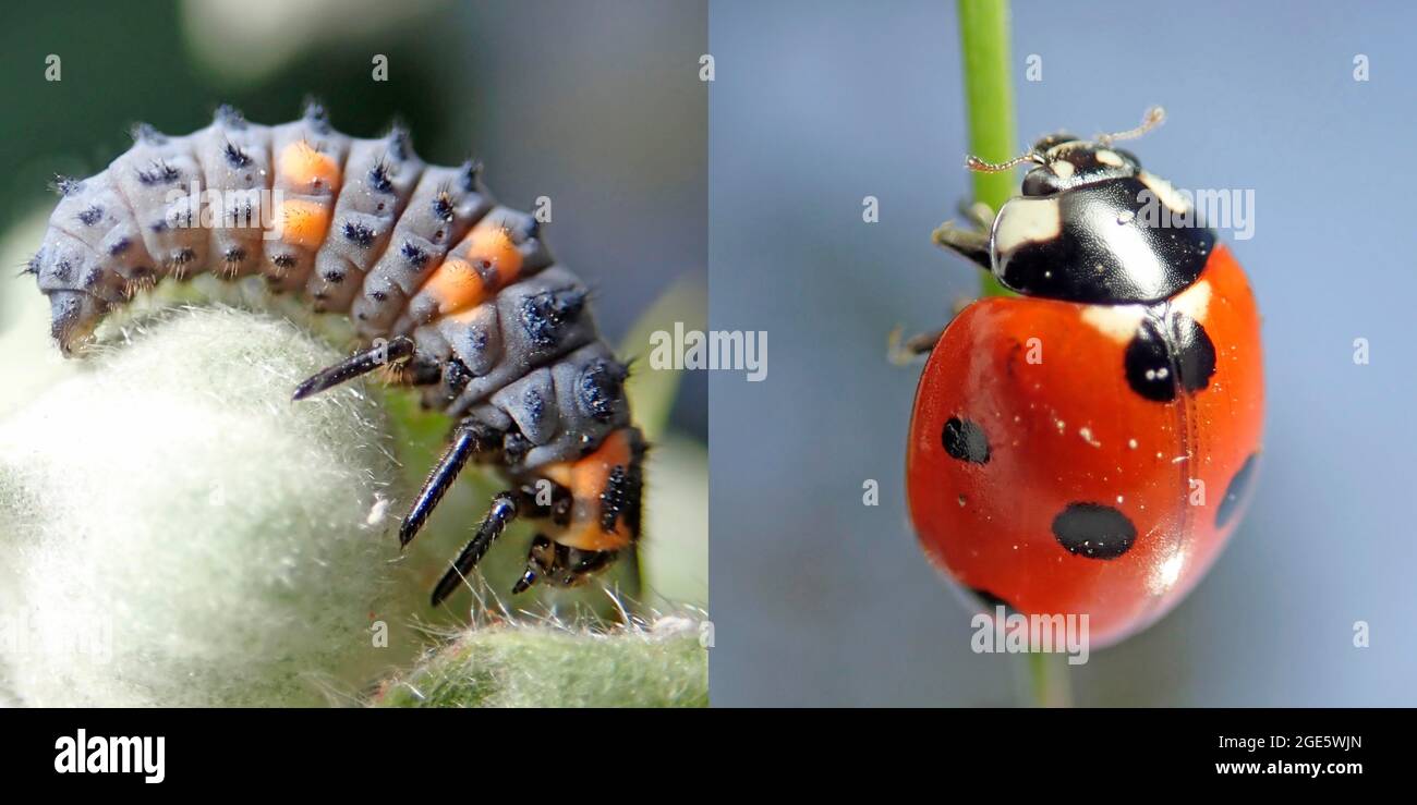 Seven-spott ladybird (Coccinella septempunctata), larva and beetle, beneficial insect, Germany Stock Photo