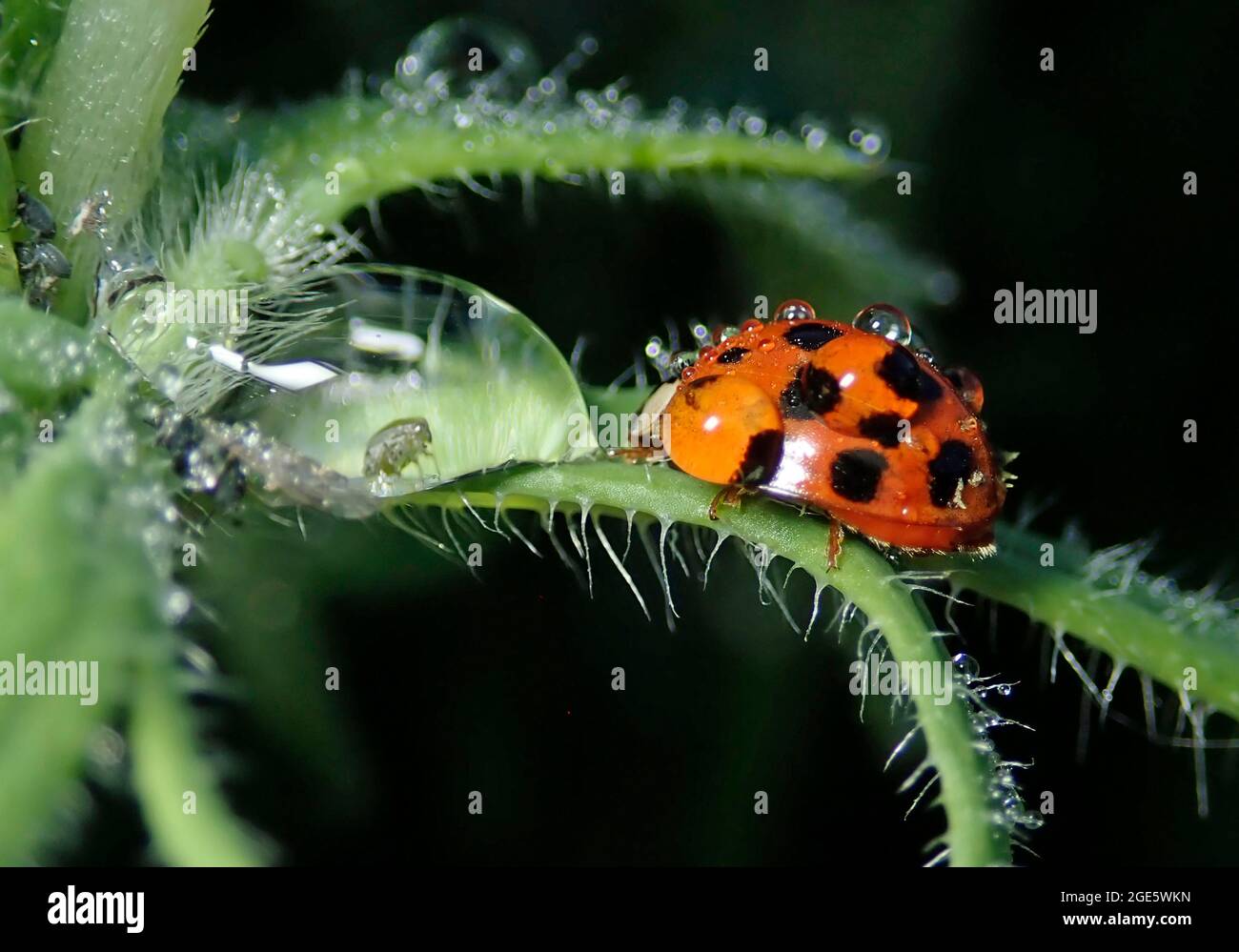 Asian lady beetle (Harmonia axyridis), beneficial insect, aphid, sits on a plant, wet, raindrops, invasive species, Germany Stock Photo