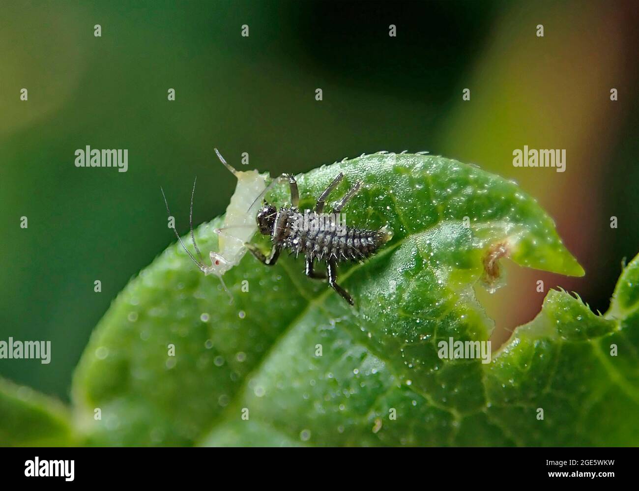 Ladybird (Coccinellidae), larva eats aphid, beneficial insect