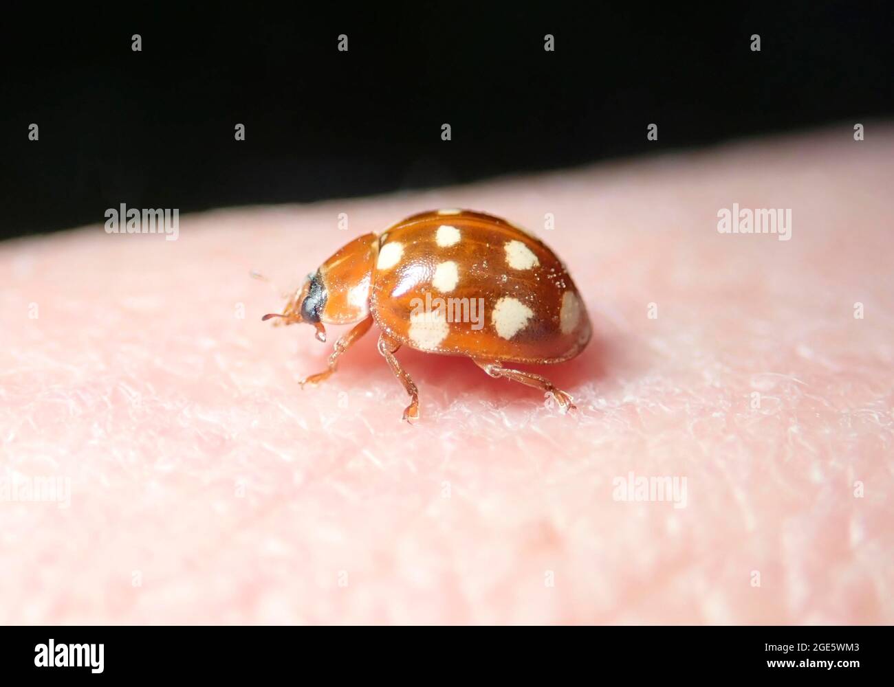 Cream-spot ladybird (Calvia quatuordecimguttata) or Cream-spot ladybird, beneficial insect, Germany Stock Photo