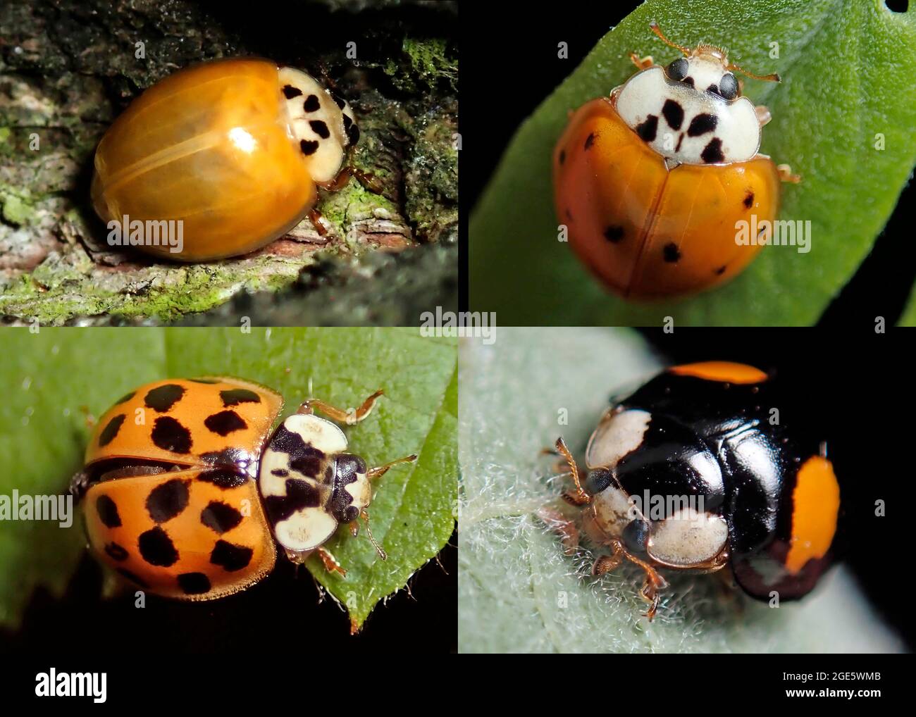 Asian lady beetle (Harmonia axyridis), beneficial insect, aphid, variety, different colour variants, invasive species, Germany Stock Photo