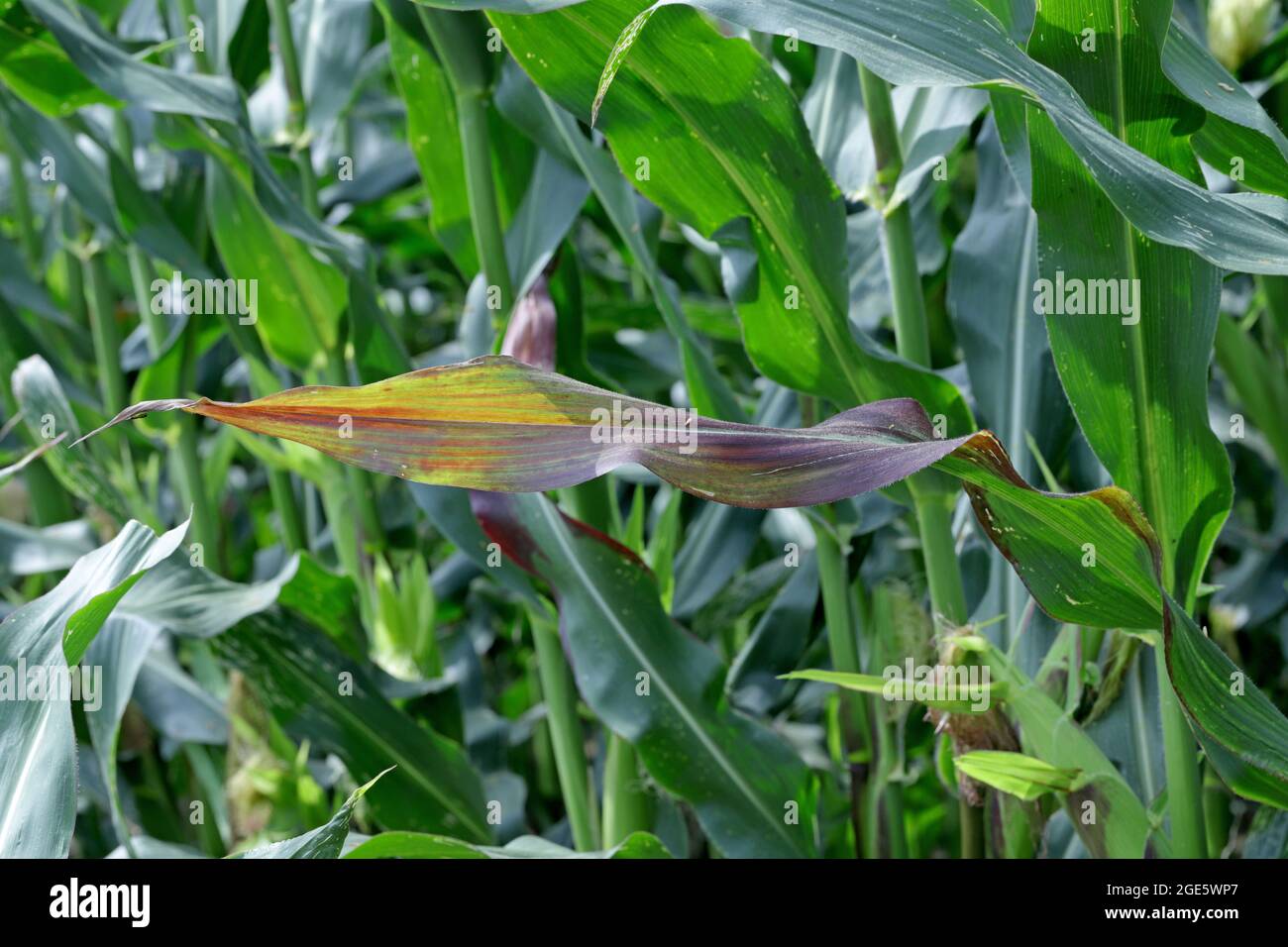 Red discoloration of corn leaves due to nutrient deficiencies or disease caused by viruses. Stock Photo