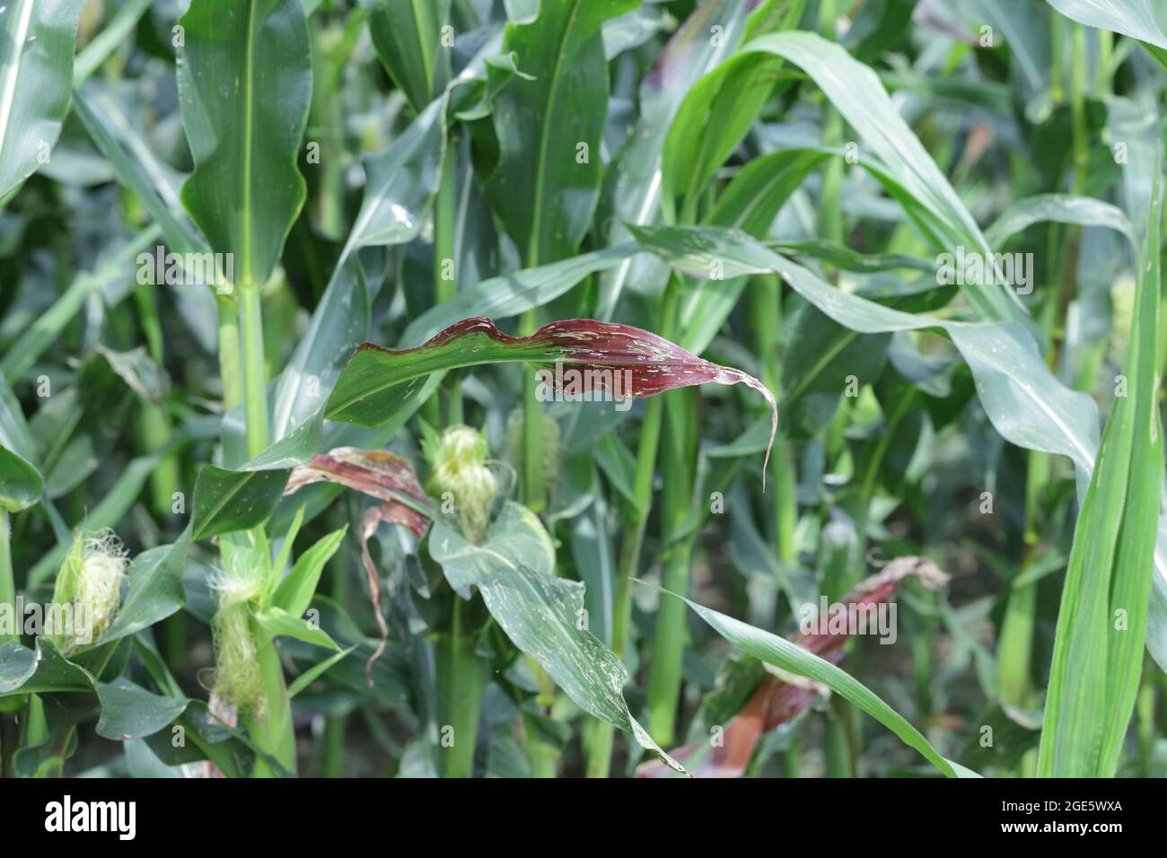 Red discoloration of corn leaves due to nutrient deficiencies or disease caused by viruses. Stock Photo