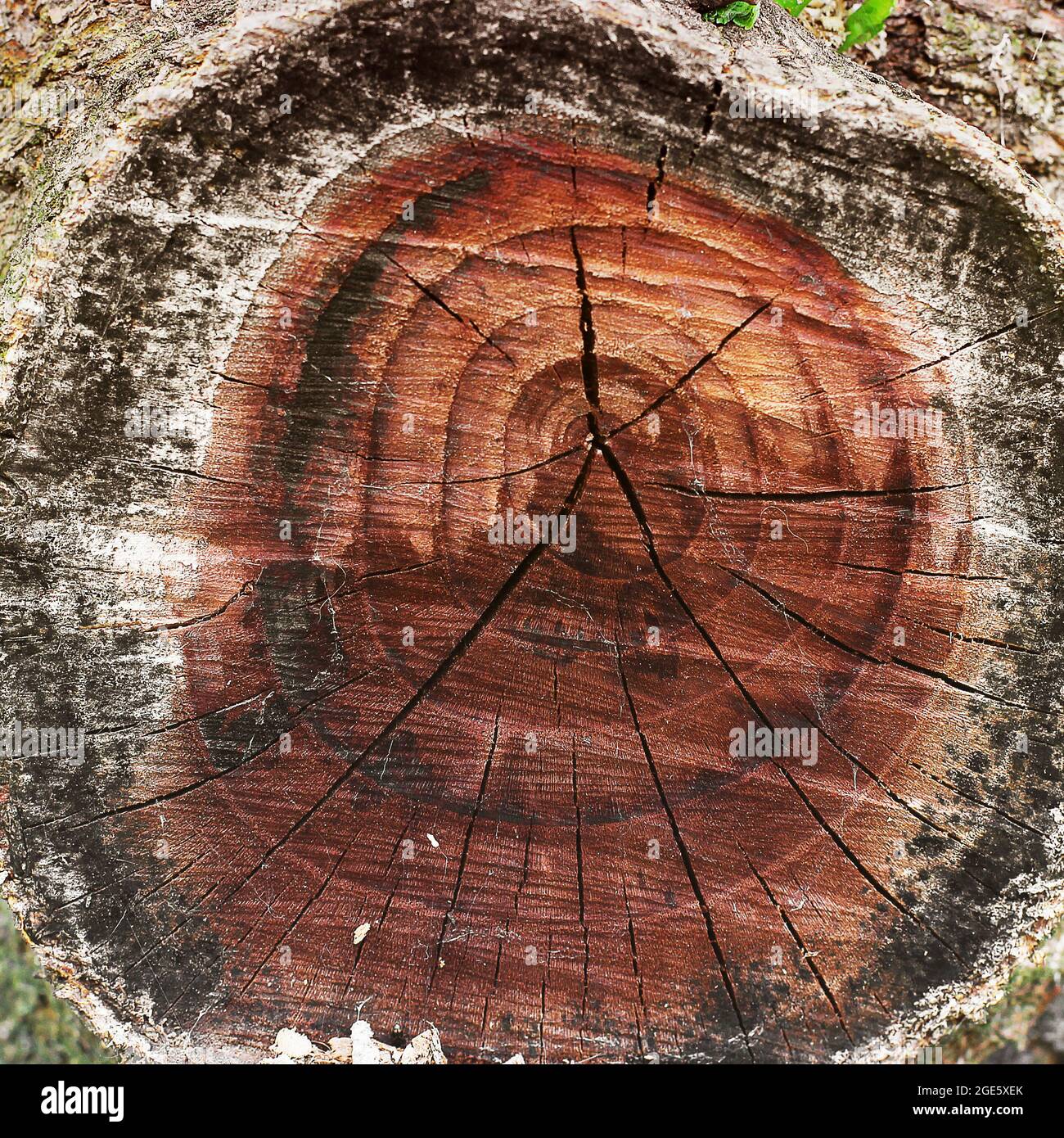 Tree cut close up. Cut tree. Wood background Stock Photo - Alamy