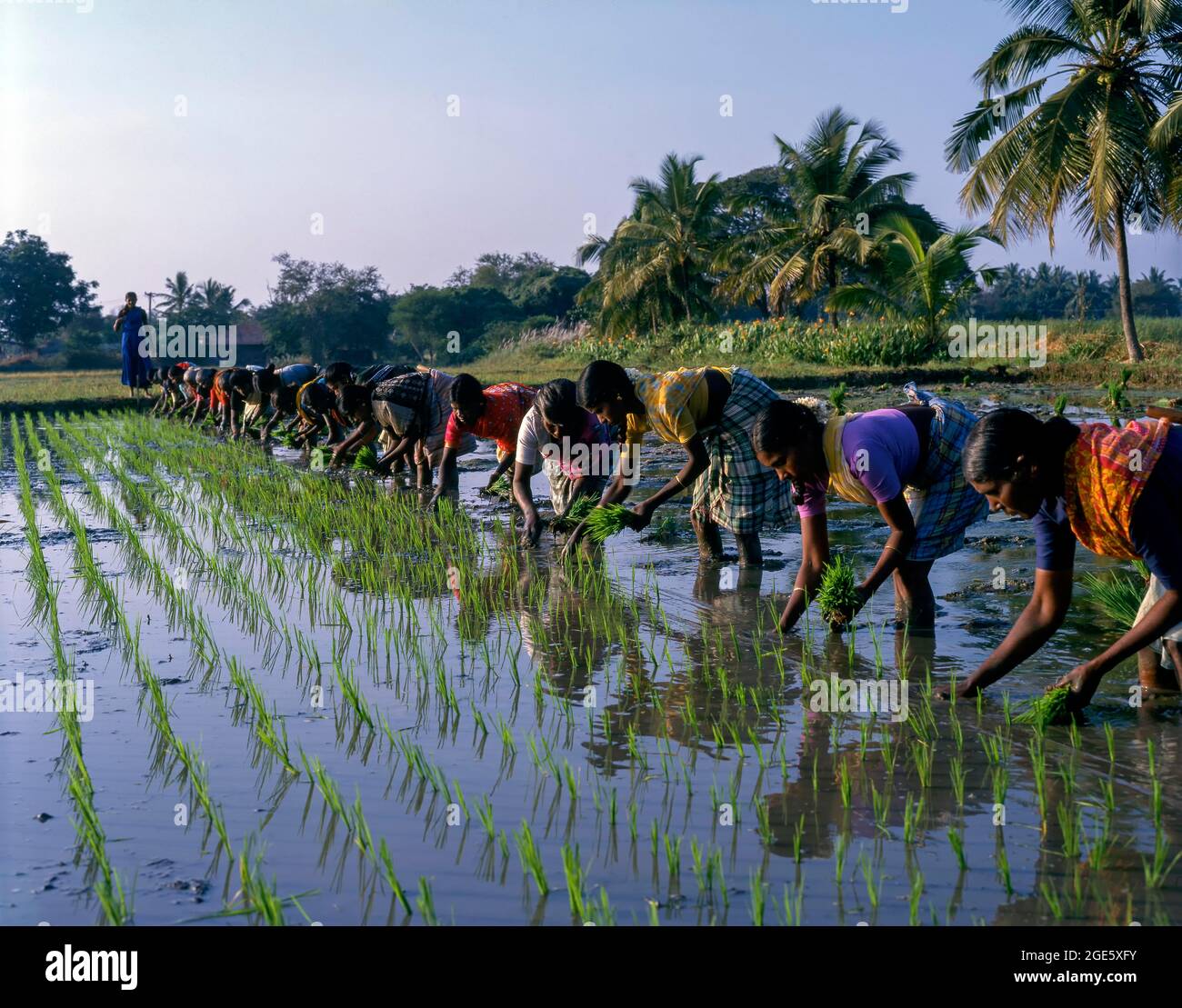 Female workers at Rice paddy, seedlings transplanting the rice field at Coimbatore, Tamil Nadu, India Stock Photo