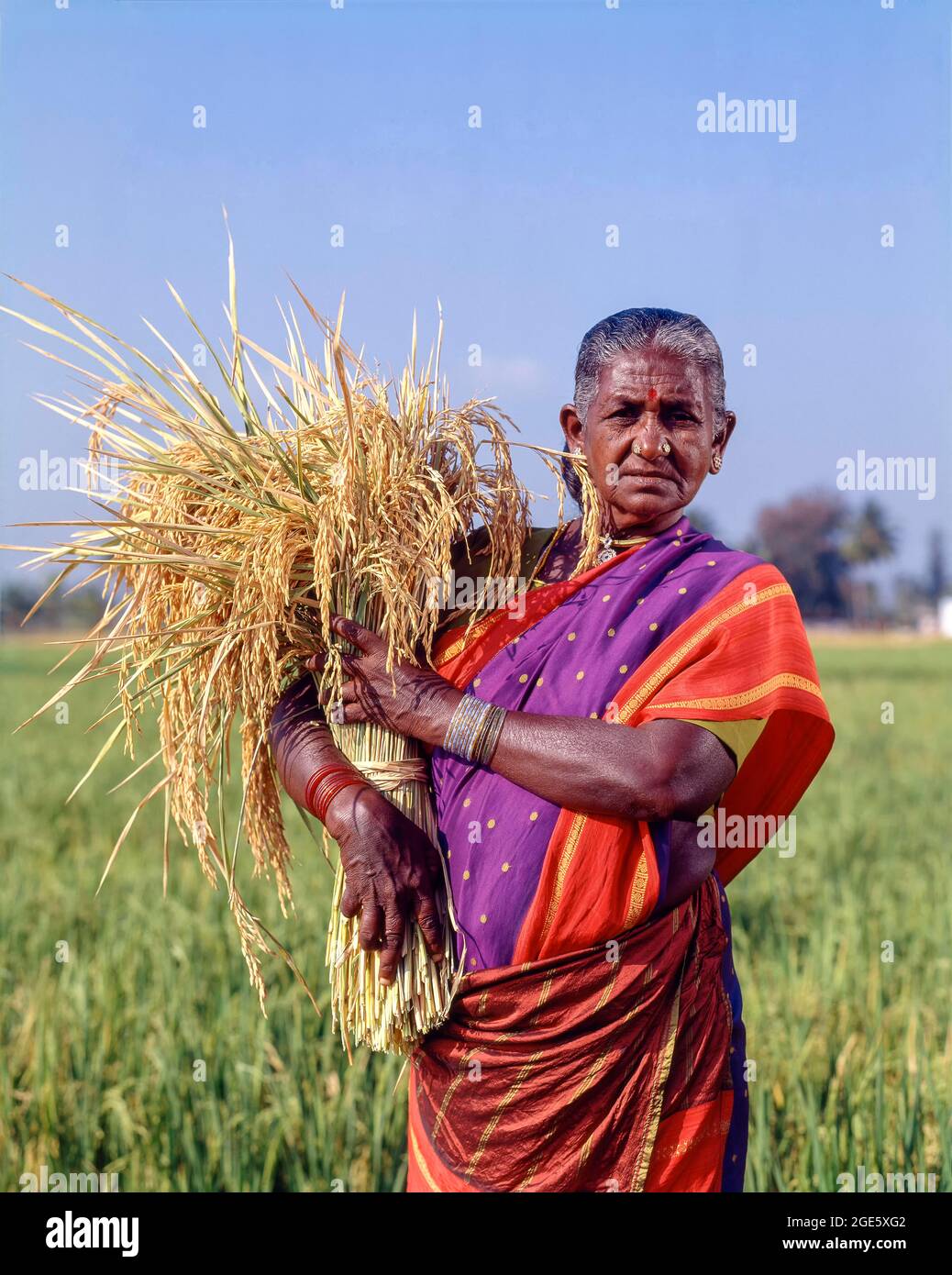 Old woman holding a bunch of sheaves with rice and standing in a rice field, Coimbatore, Tamil Nadu, India Stock Photo