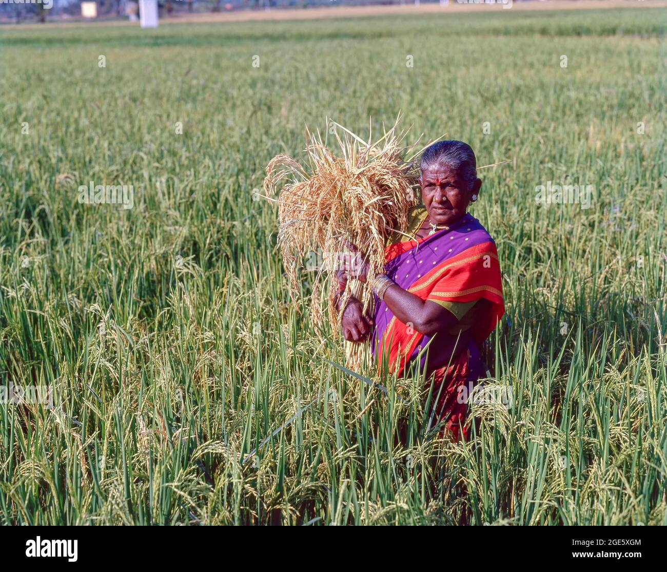 Old woman holding a bunch of sheaves, paddy grains and standing in a rice field, Coimbatore, Tamil Nadu, India Stock Photo