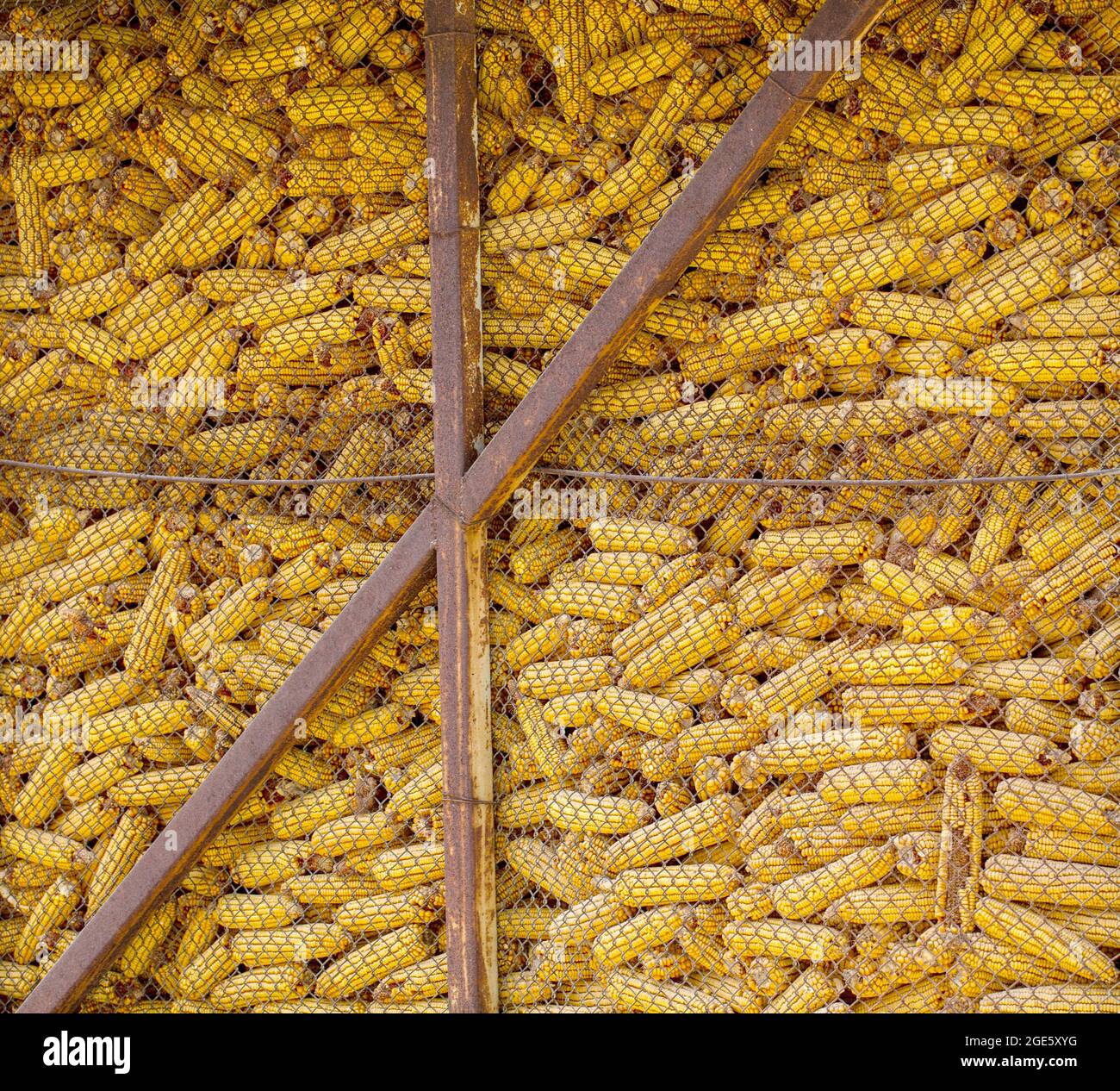 Dry corn cobs harvested for livestock feed Stock Photo Alamy