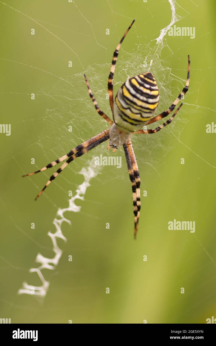 Close up of orb web spider on web against green background Stock Photo