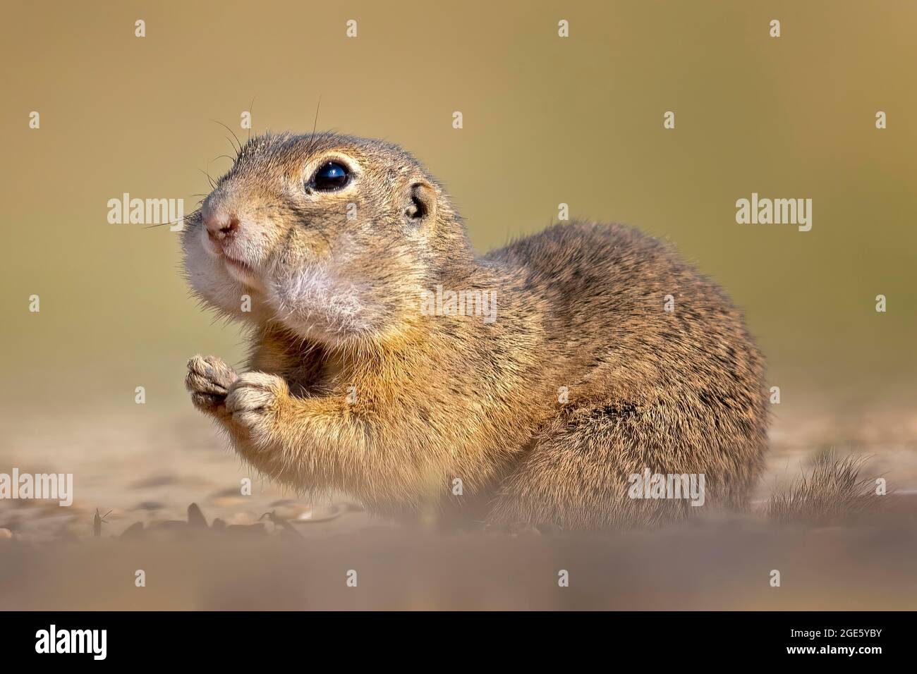 European ground squirrel (Spermophilus citellus) with collected food in