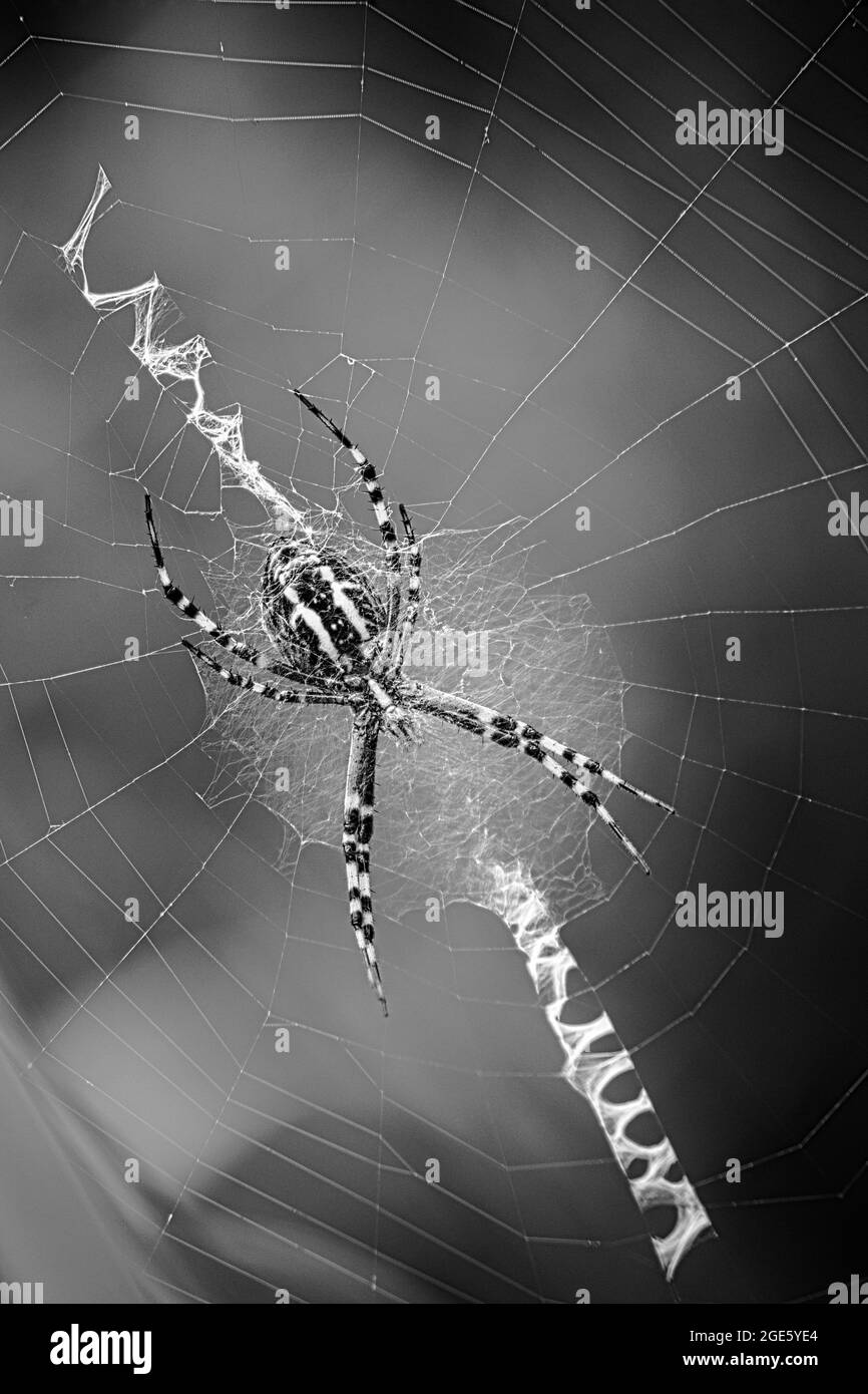 Monochrome large spider on web Stock Photo