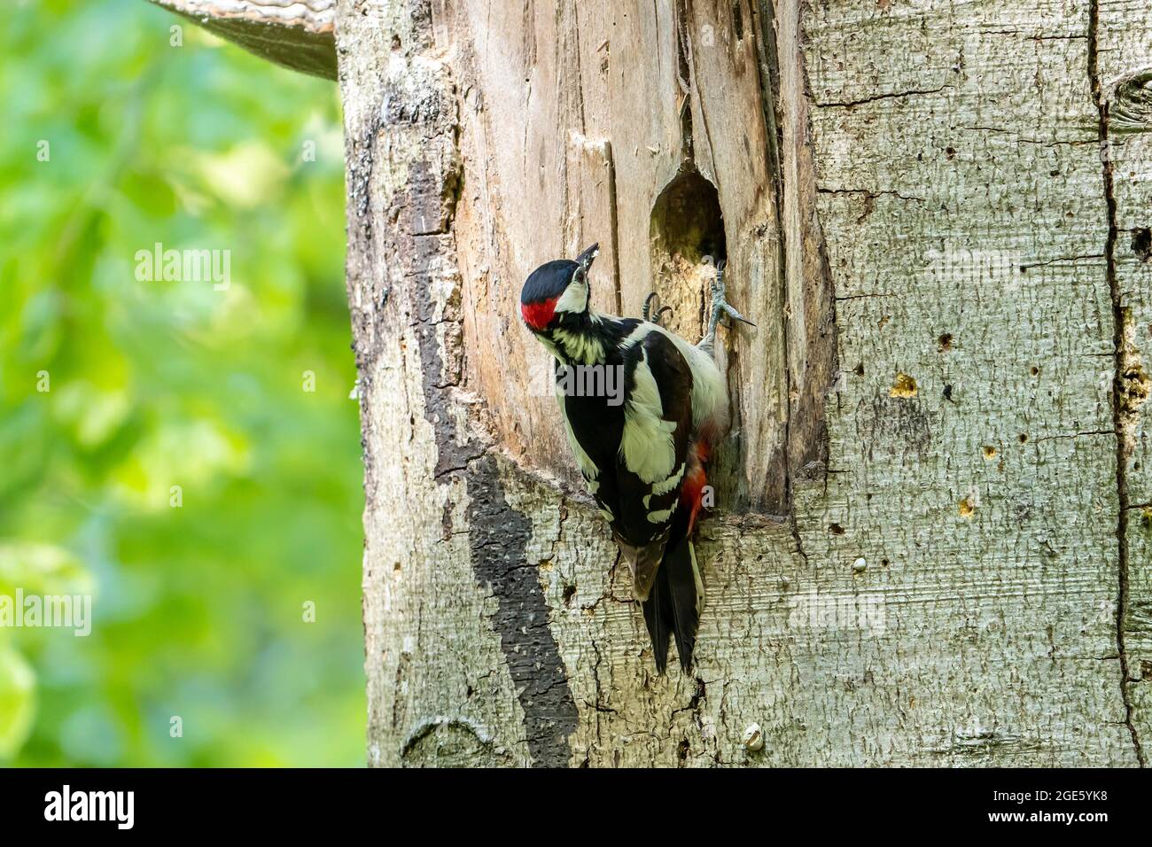 Great spotted woodpecker (Dendrocopos major), adult, male sitting with food in front of the breeding cavity, Volcanic Eifel, Rhineland-Palatinate Stock Photo