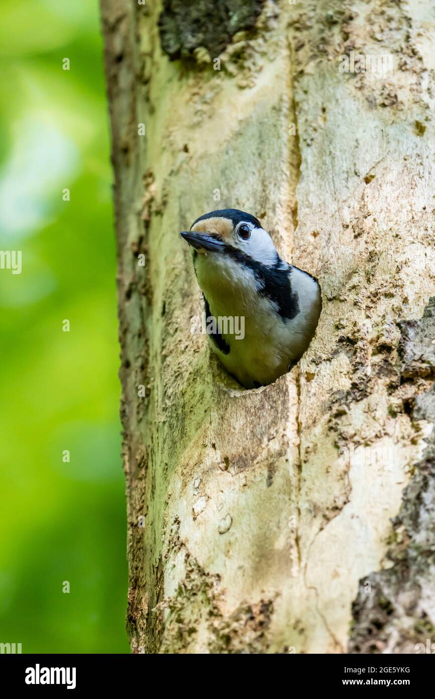 Great spotted woodpecker (Dendrocopos major), adult bird, male looking out of breeding cavity, Volcanic Eifel, Rhineland-Palatinate, Germany Stock Photo