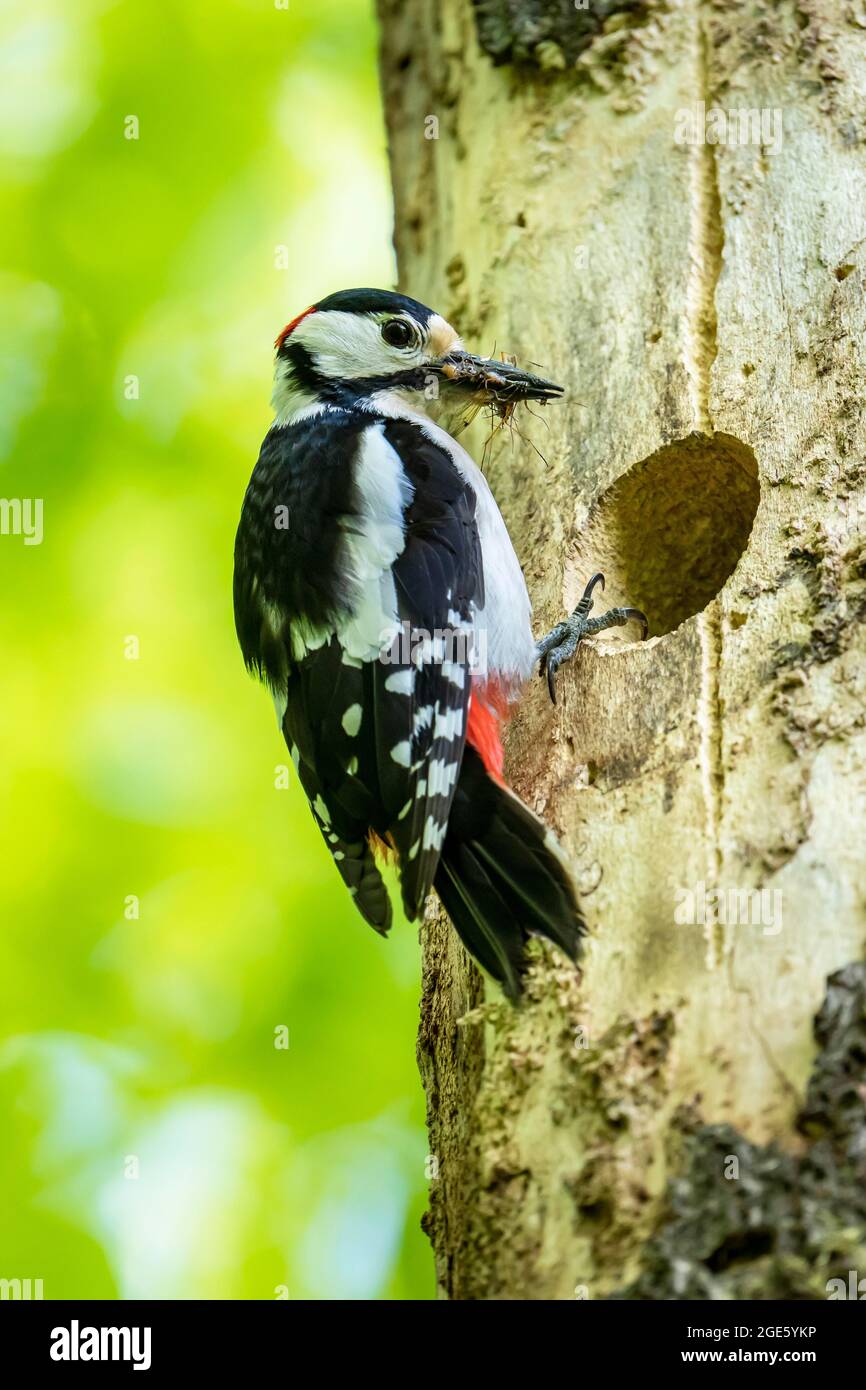Great spotted woodpecker (Dendrocopos major), adult, male sitting with food in his beak in front of the breeding cavity, Volcanic Eifel Stock Photo