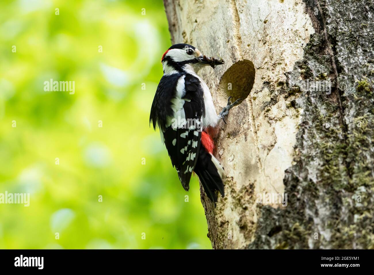 Great spotted woodpecker (Dendrocopos major), adult, male sitting with food in his beak in front of the breeding cavity, Volcanic Eifel Stock Photo