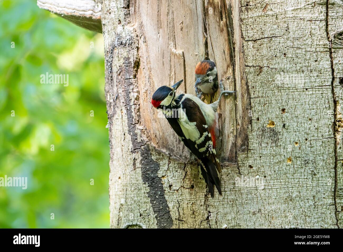 Great spotted woodpecker (Dendrocopos major), Volcanic Eifel, old bird male sitting in front of the breeding cavity, young bird looking out of the Stock Photo