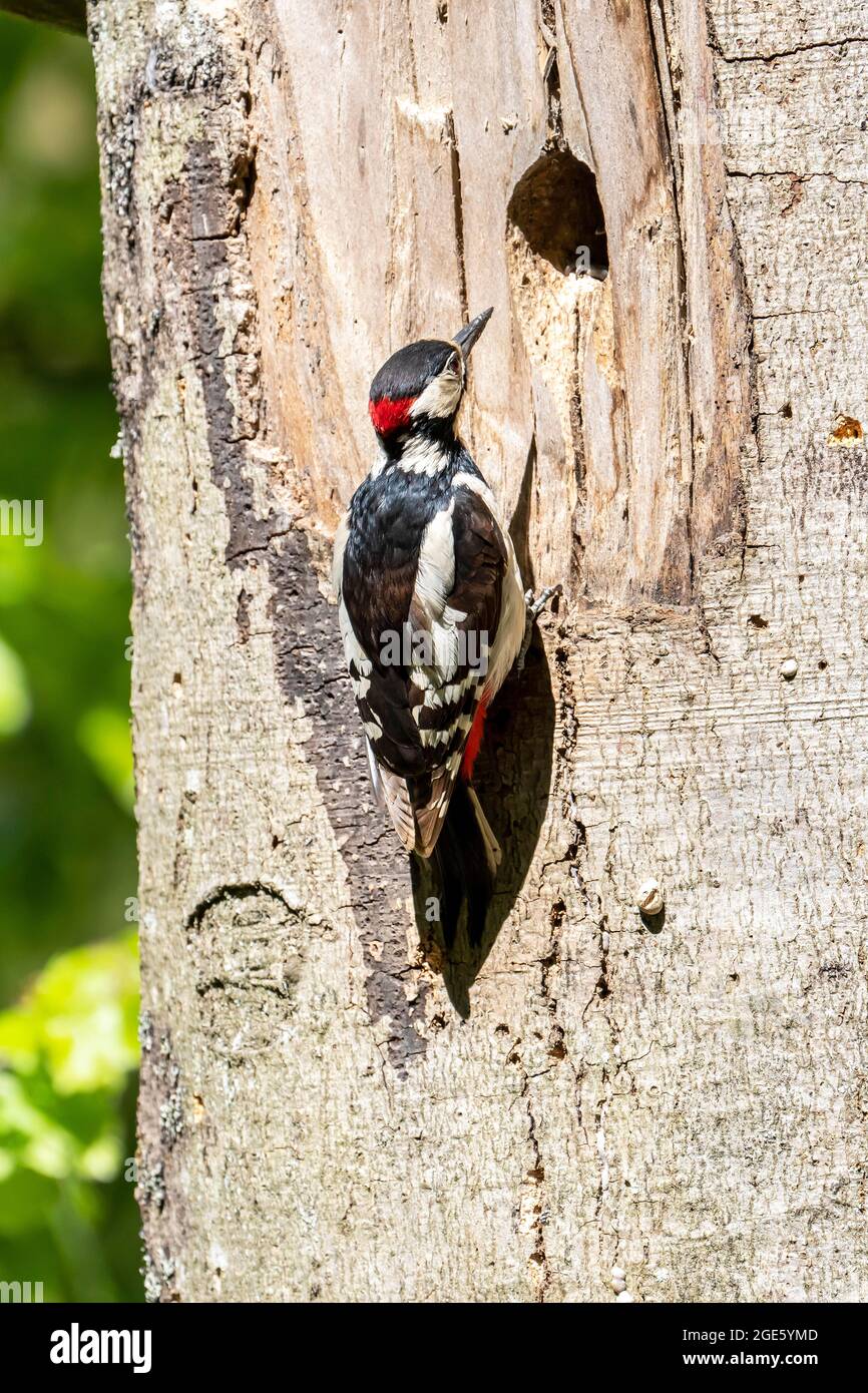 Great spotted woodpecker (Dendrocopos major), Volcanic Eifel, adult male sitting in front of the breeding cavity, Rhineland-Palatinate, Germany Stock Photo