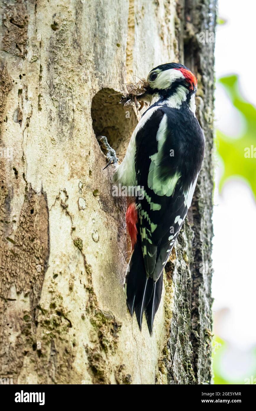 Great spotted woodpecker (Dendrocopos major), male in front of the breeding cavity with food in its beak, Volcanic Eifel, Rhineland-Palatinate Stock Photo