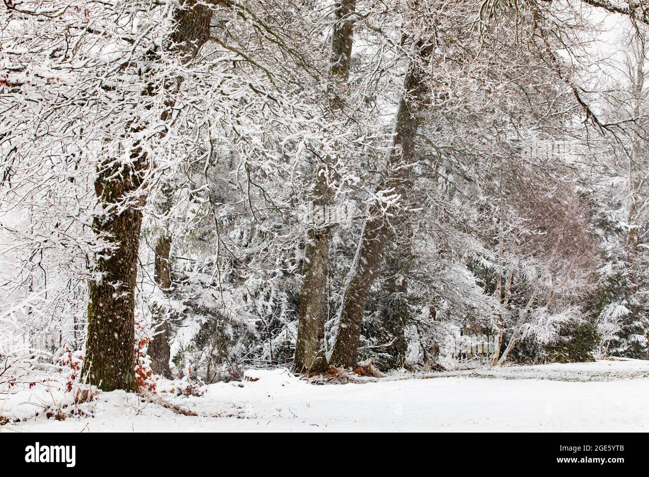 Heavy snowfall in mixed forest, winter, Mondseeland, Upper Austria