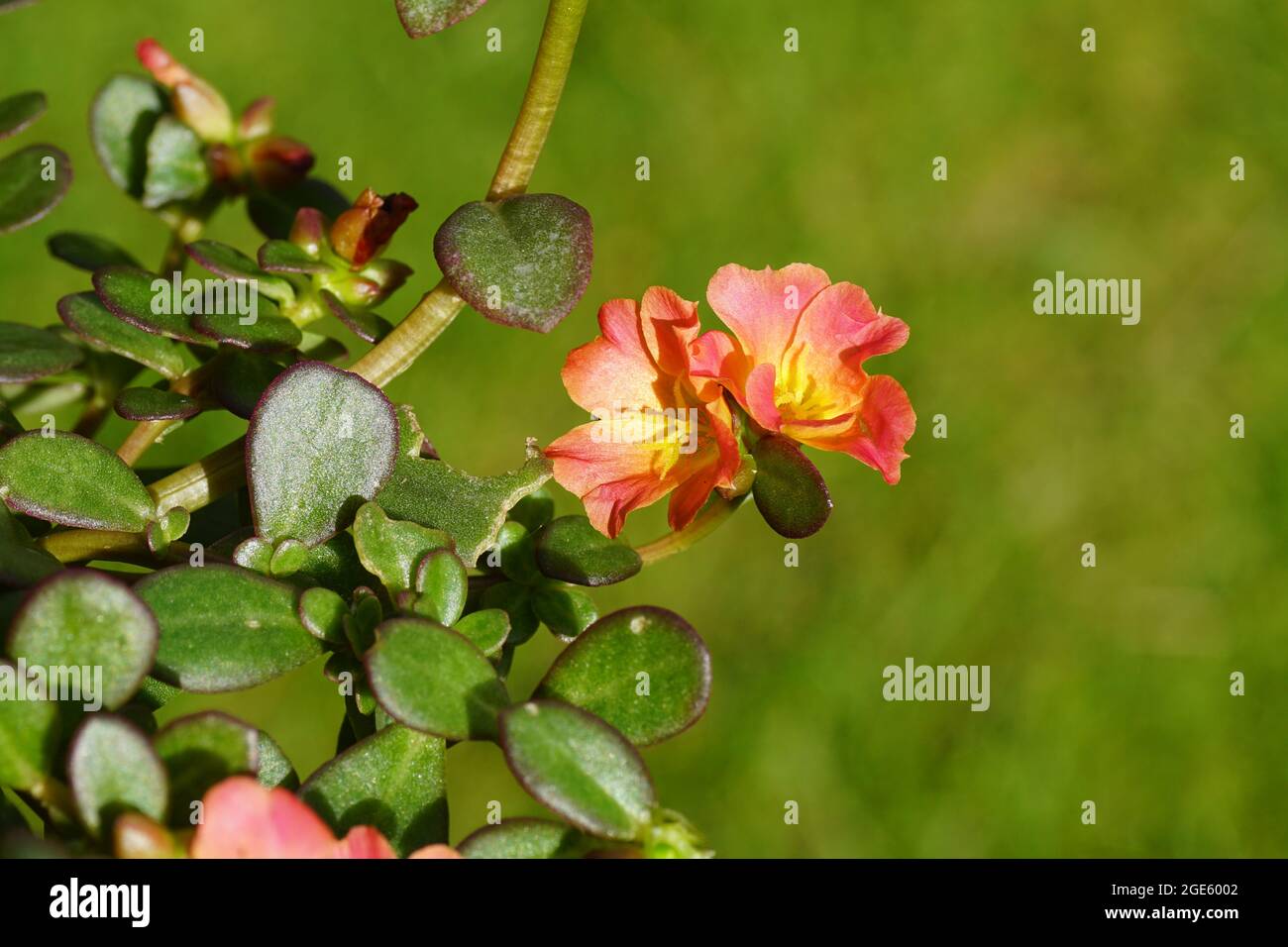 Close up flowers of Portulak 'Carnaval', Moss rose (Portulaca grandiflora Carnaval), family Portulacaceae. A semi-succulent plant in a Dutch garden Stock Photo