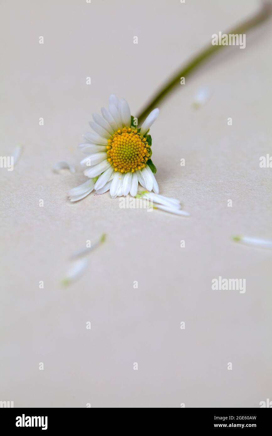 Small White Daisy with Missing Petals Stock Photo Alamy