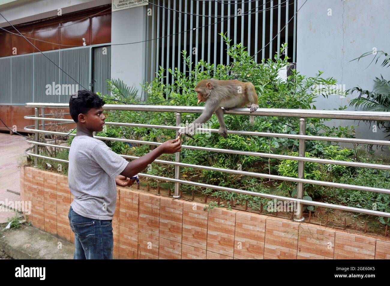 DHAKA, BANGLADESH - AUGUST 12: Japanese macaques are fed by a  visitor, that walking on the streets of Gandaria amid Covid-19 pandemic. The Japanese macaque or red-faced macaque is a species of  primate , that lives in forests and mountains, that have migrated to cities and live with humans in looking for food. on August 12, 2021 in Dhaka, Bangladesh. Credit: Eyepix Group/The Photo Access Stock Photo