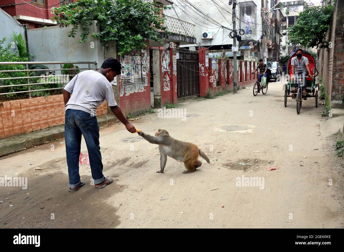 DHAKA, BANGLADESH - AUGUST 12: Japanese macaques are fed by a  visitor, that walking on the streets of Gandaria amid Covid-19 pandemic. The Japanese macaque or red-faced macaque is a species of  primate , that lives in forests and mountains, that have migrated to cities and live with humans in looking for food. on August 12, 2021 in Dhaka, Bangladesh. Credit: Eyepix Group/The Photo Access Stock Photo