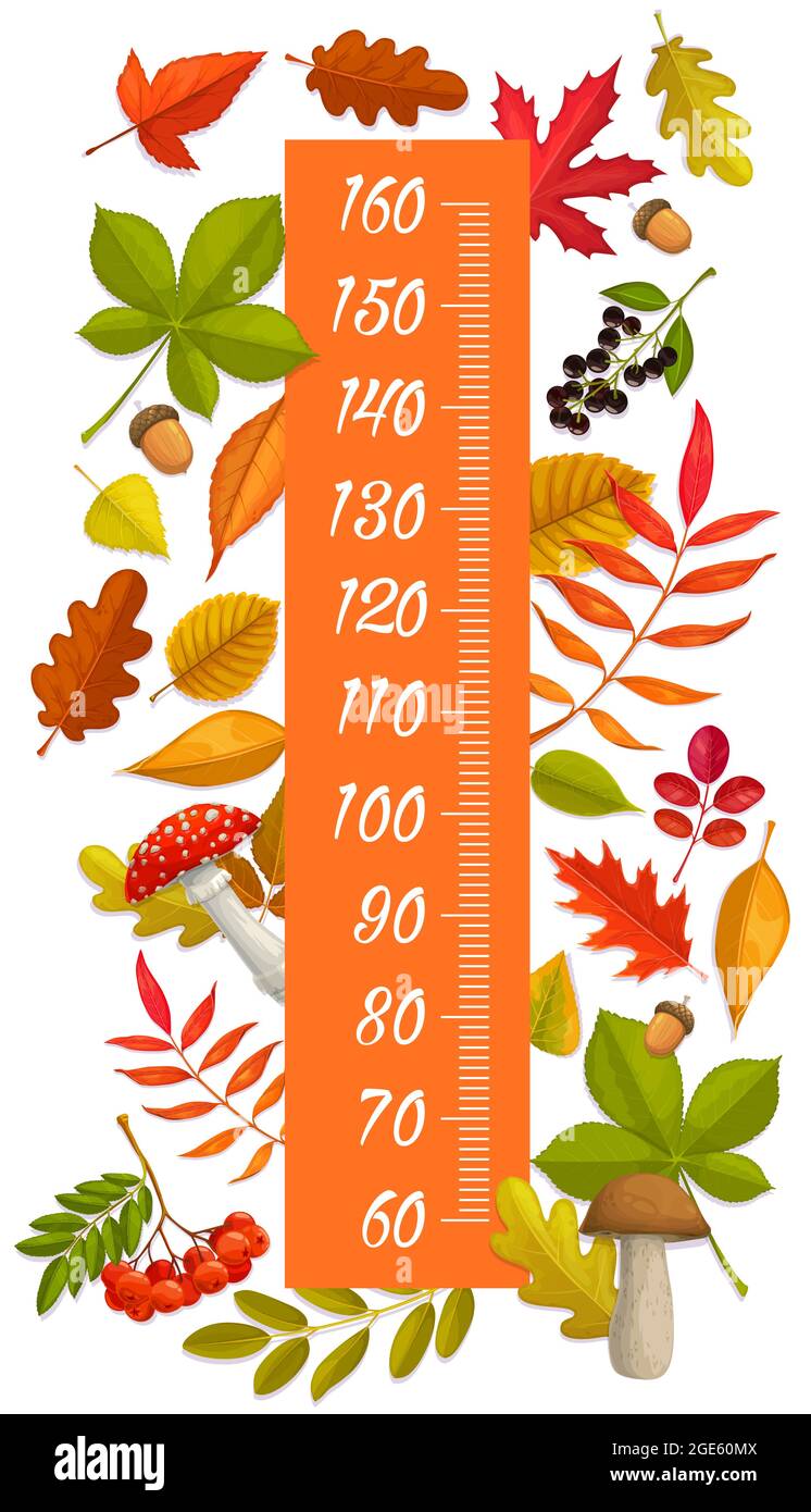 https://c8.alamy.com/comp/2GE60MX/kids-height-chart-growth-measure-autumn-leaves-berries-mushrooms-and-acorns-vector-wall-sticker-pediatric-meter-for-children-height-measurement-wit-2GE60MX.jpg