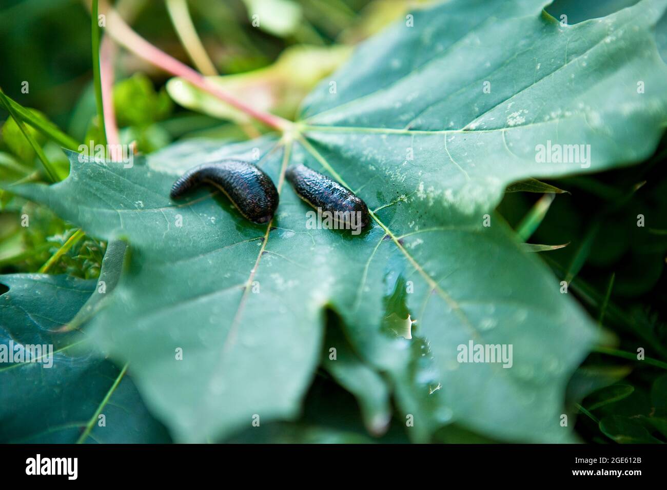 Leech therapy with medical leeches on the nature. Naturopathy, health