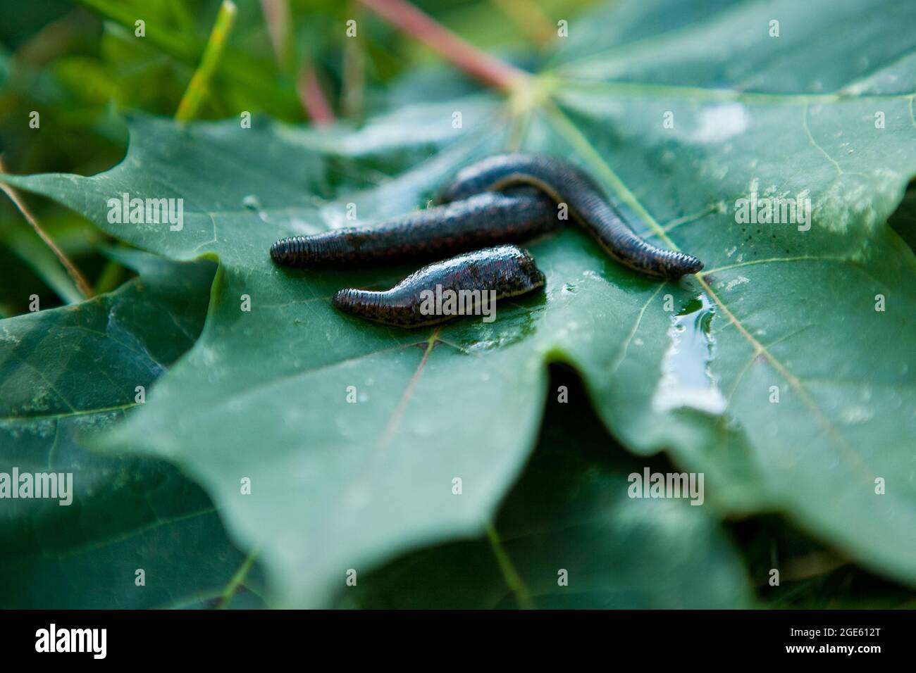 Leech therapy with medical leeches on the nature. Naturopathy, health