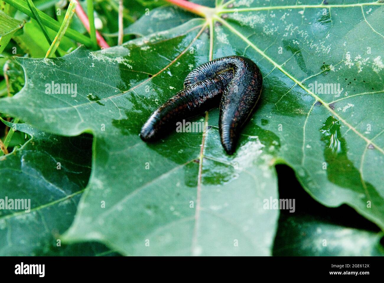 Leech therapy with medical leeches on the nature. Naturopathy, health