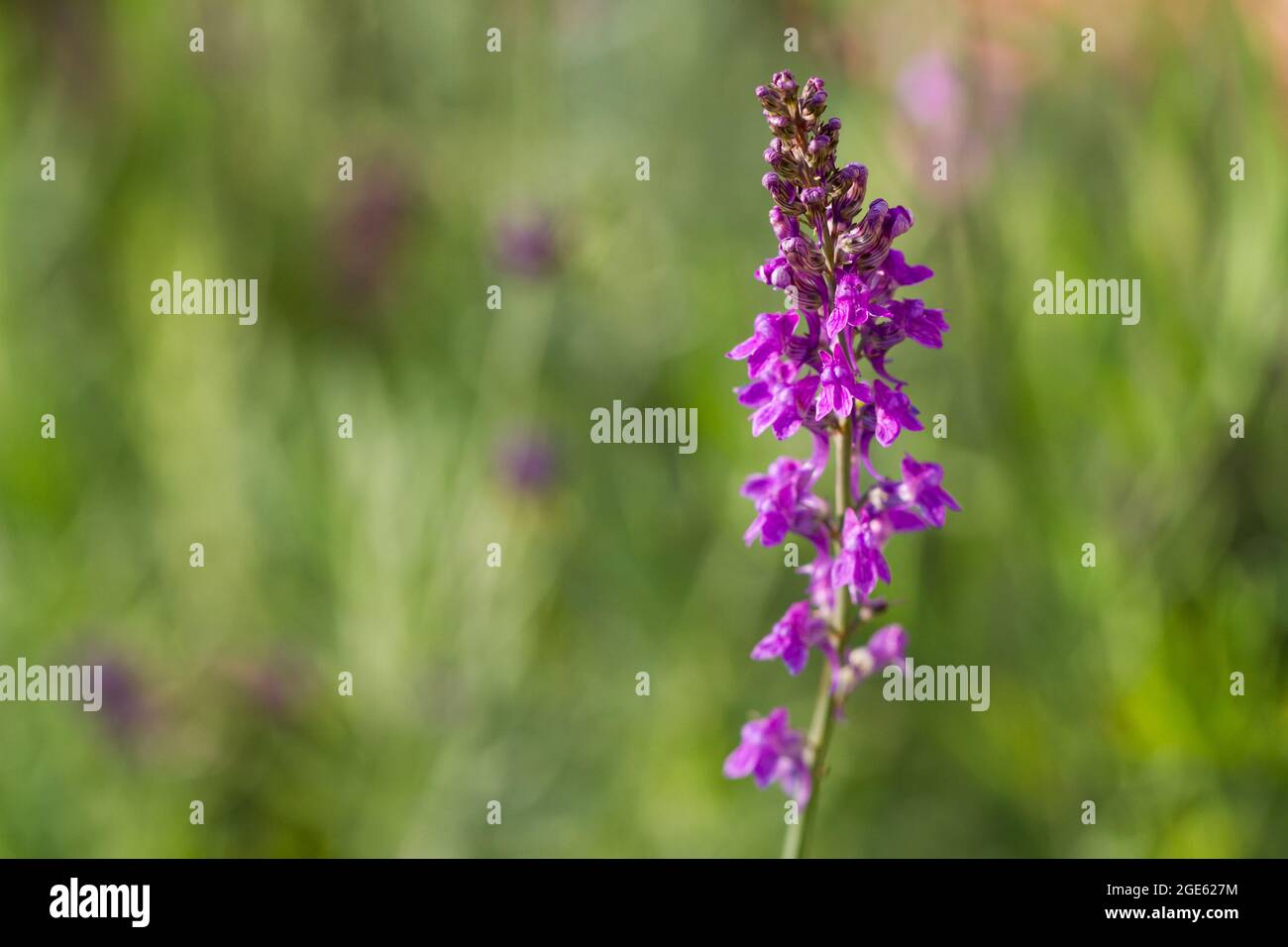 Linaria purpurea, Purple Toadflax flowers closeup in summer UK Stock Photo