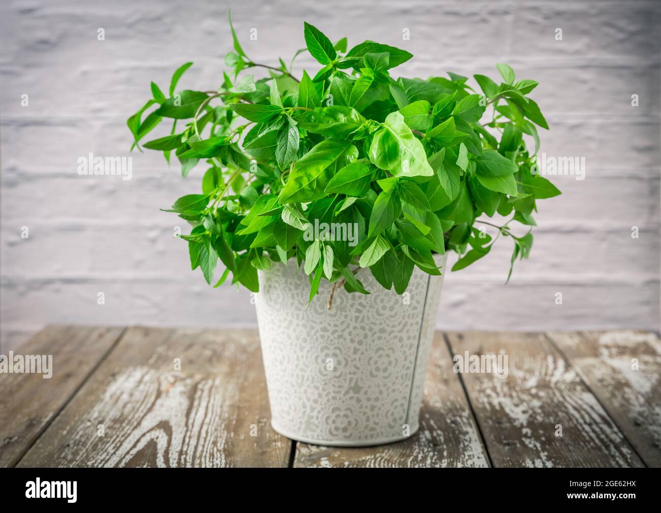 Fresh thai basil plant hi-res stock photography and images - Alamy