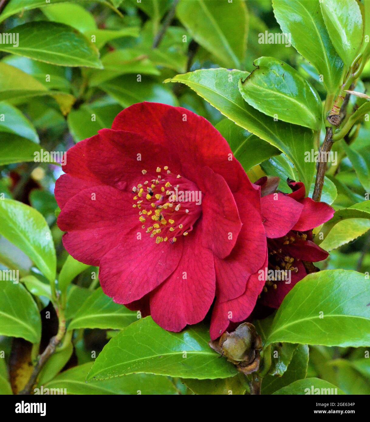 Camillia (Camellia japonica Stock Photo - Alamy