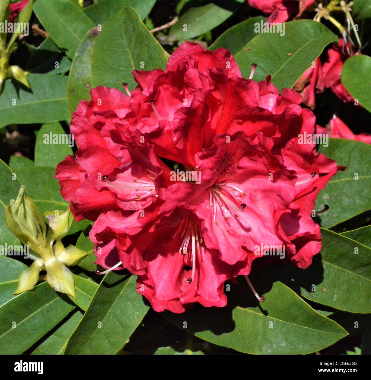 Pacific Rhododendron (Rhododendron macrophyllum Stock Photo - Alamy