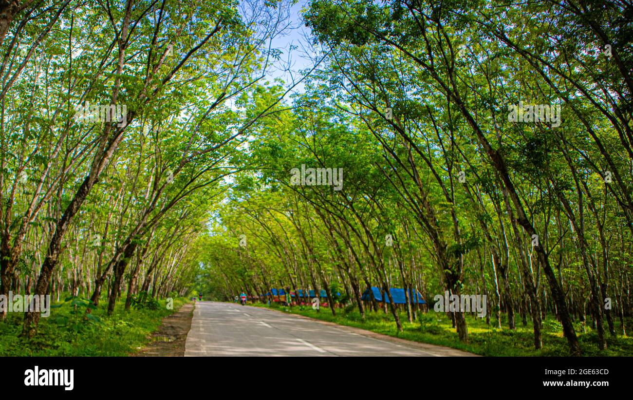 Rows of shady trees shade the left and right of the road Stock Photo