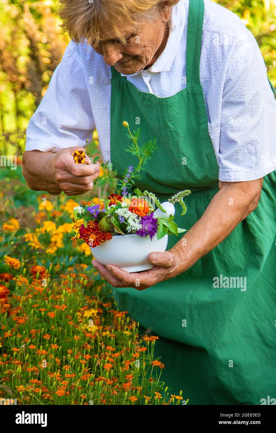 Woman collects medicinal herbs flowers hi-res stock photography and ...
