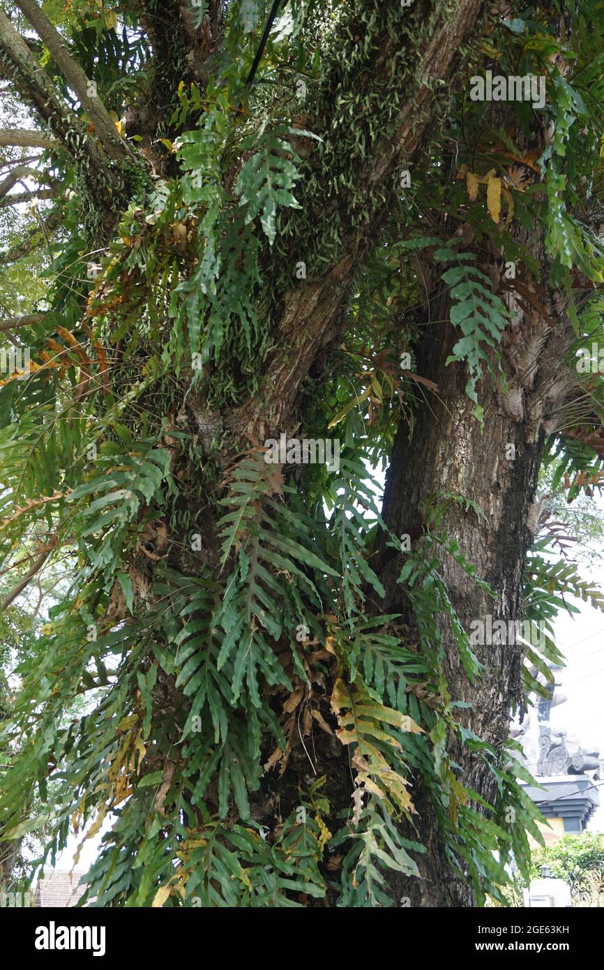 Dendroconche scandens (also called Microsorum scandens, fragrant fern) with a natural background Stock Photo