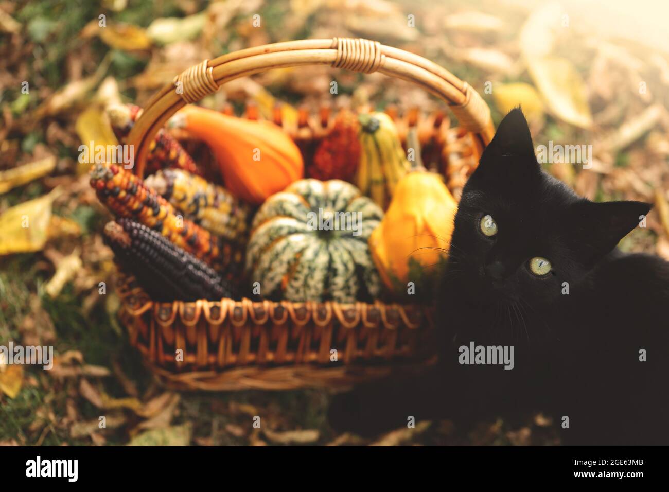 Autumn time. Black cat with a basket of vegetables. Halloween and Thanksgiving holidays. Pumpkins, corn in a wicker basket and a black cat on autumn Stock Photo