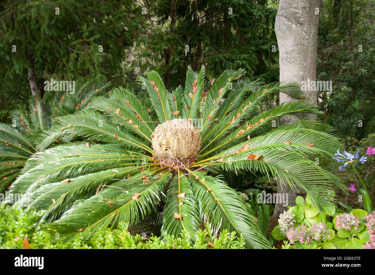 Fern Plant in Seed,Tropical Garden, Monte Palace, Funchal, Madeira, Portugal, Europe Stock Photo