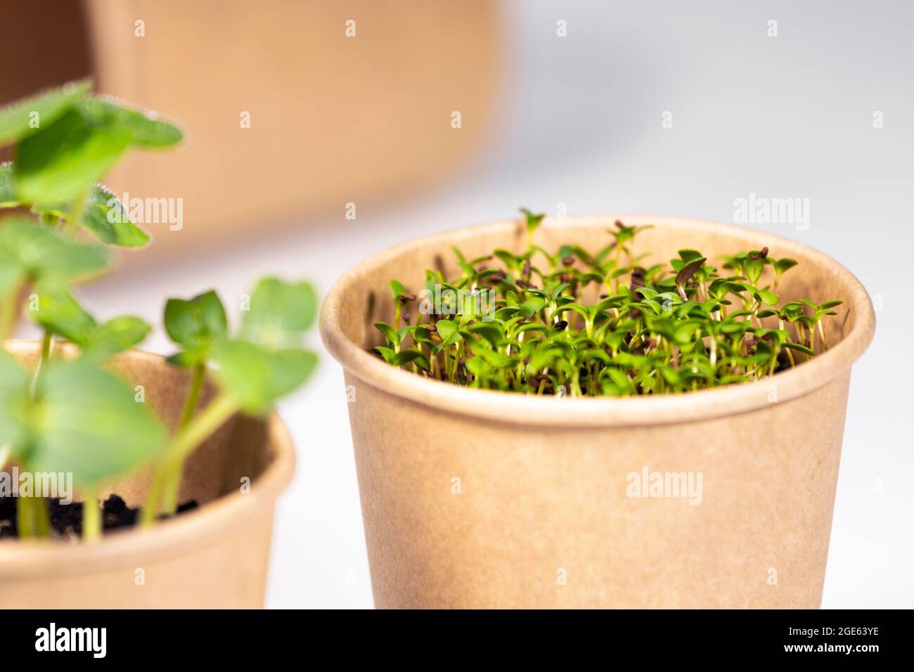 Microgreens closeup. Young green sprouts for food in paper cup. Diet food.  Herbal growing. Healthy eating concept in light background. Eco Friendly Th  Stock Photo - Alamy