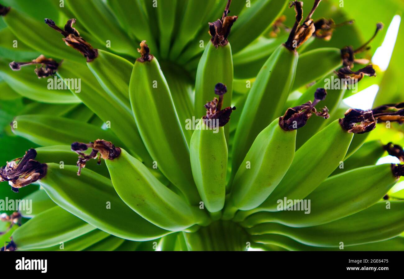 A bunch of young green bananas sticking to the tree A bunch of young
