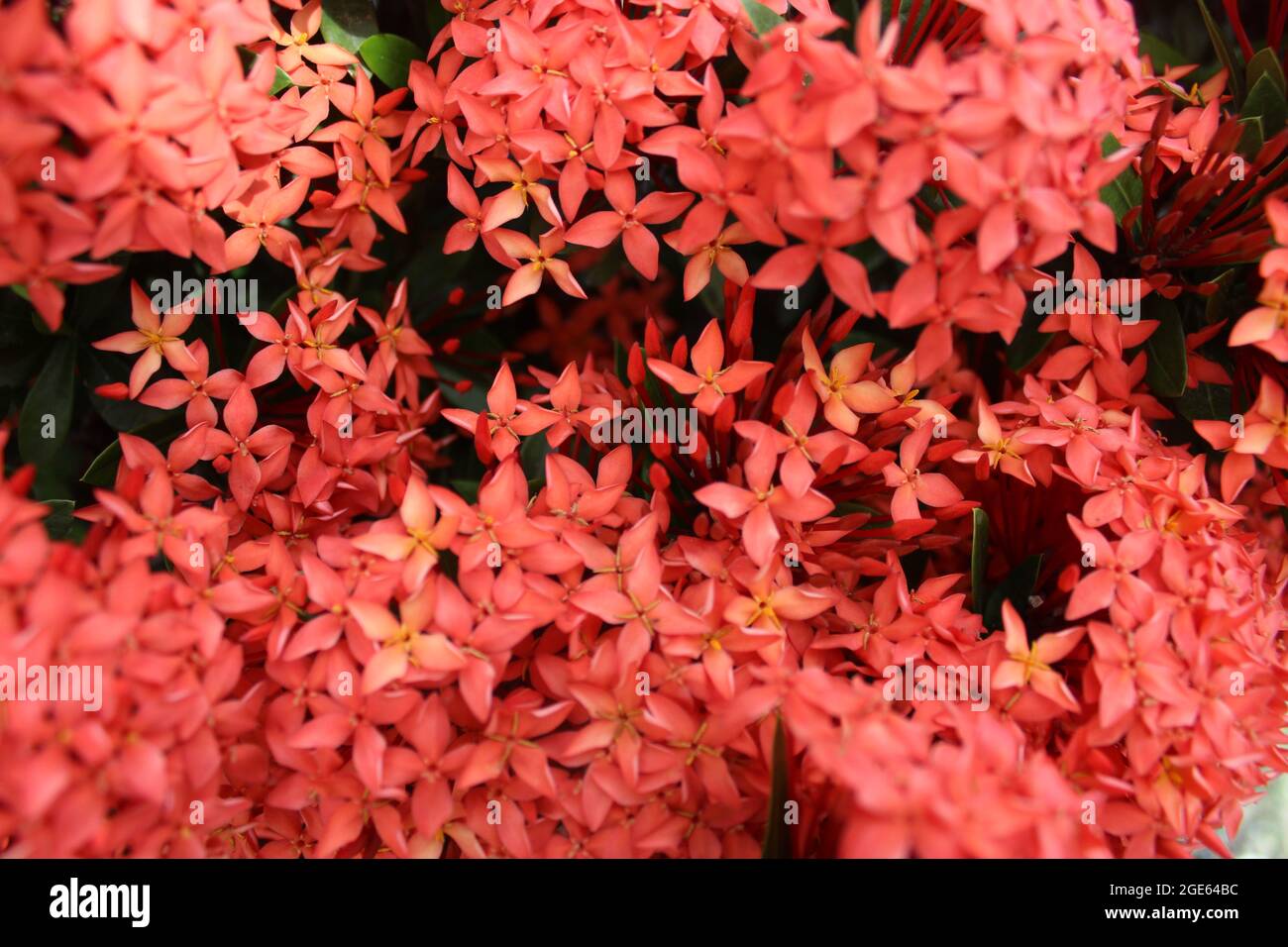Santan Flower Plant Stock Photo Alamy
