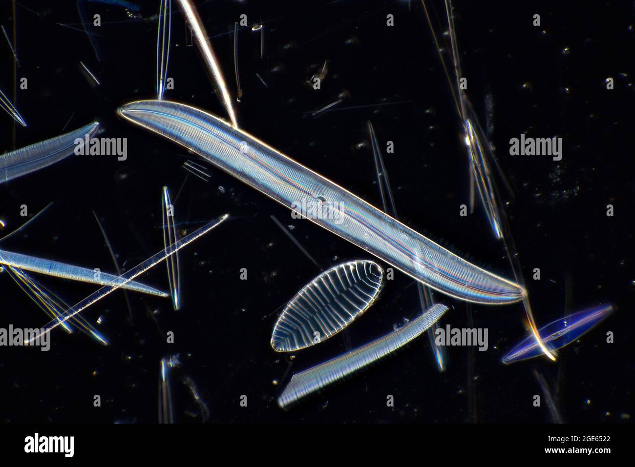 Pleurosigma balticum diatoms Stock Photo