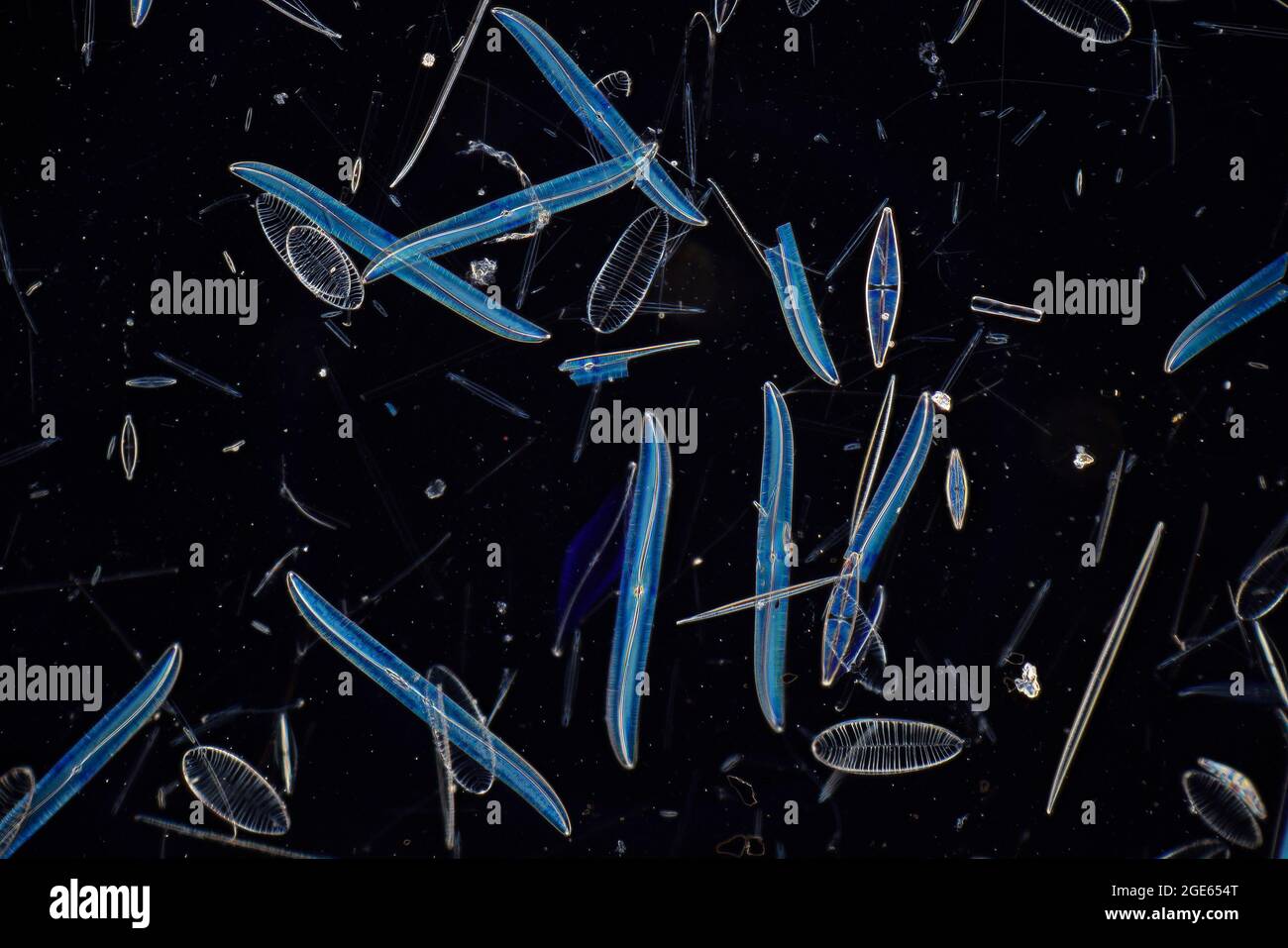 Pleurosigma balticum diatoms Stock Photo